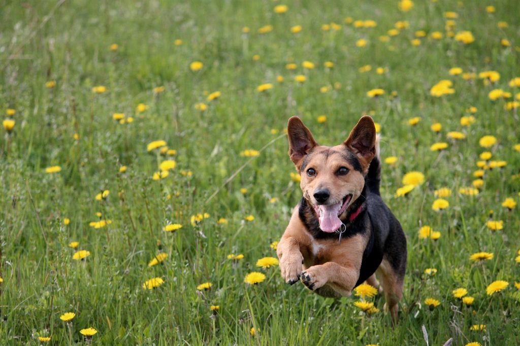 Dogplay2 a black and brown dog lying in a field of yellow flowers
